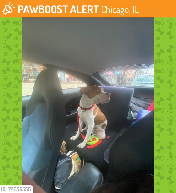 Found/Stray Unknown Dog last seen Burger King next to Chicago & Western in Ukrainian Village, Chicago, IL 60622