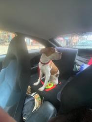 Found/Stray Unknown Dog last seen Burger King next to Chicago & Western in Ukrainian Village, Chicago, IL 60622