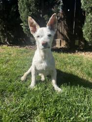 Found/Stray Male Dog last seen Folsom Blvd and Coloma Rd, Rancho Cordova, CA 95670