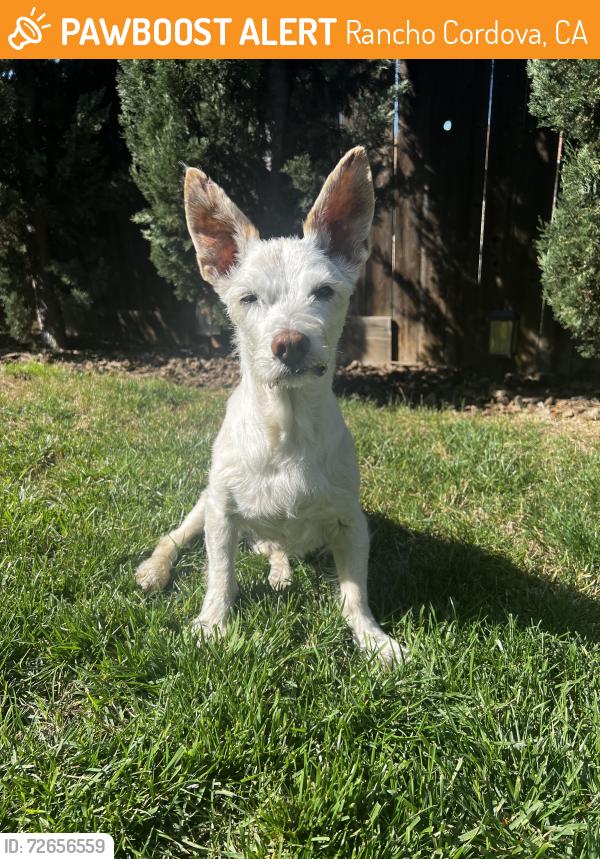 Found/Stray Male Dog last seen Folsom Blvd and Coloma Rd, Rancho Cordova, CA 95670
