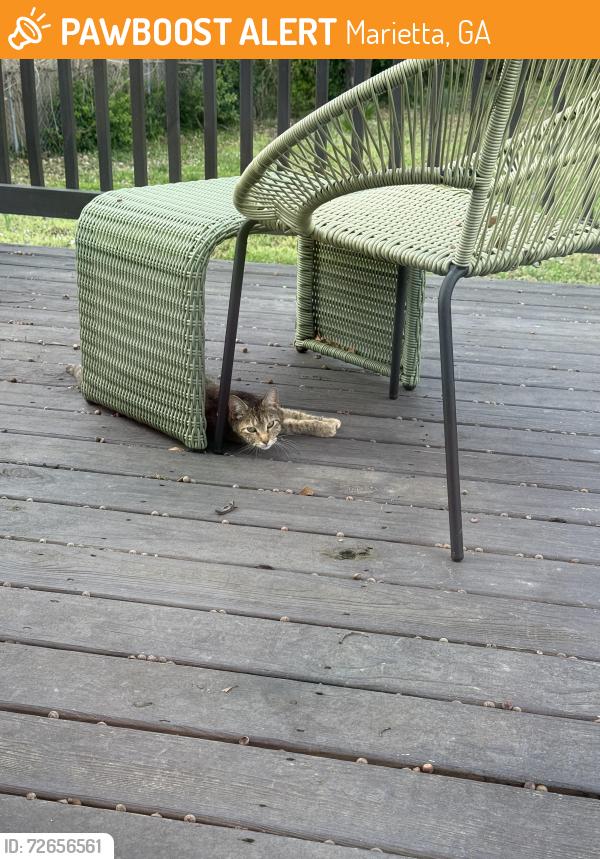 Found/Stray Unknown Cat last seen Cole Street & Montgomery , Marietta, GA 30060