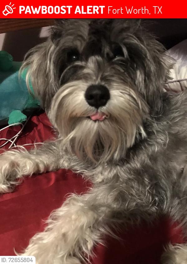 Lost Female Dog last seen W Lowden St, Fort Worth, TX 76110