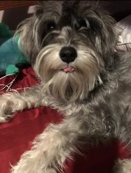 Lost Female Dog last seen W Lowden St, Fort Worth, TX 76110