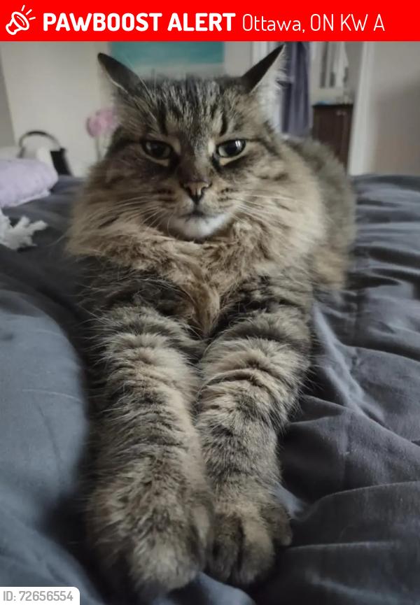 Lost Female Cat last seen Renaud Road and Navan Road, Orleans, Ottawa, Ontario, Ottawa, ON K1W 0A7