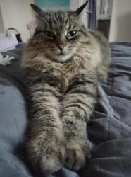 Lost Female Cat last seen Renaud Road and Navan Road, Orleans, Ottawa, Ontario, Ottawa, ON K1W 0A7