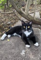 Found/Stray Female Cat last seen Near , Miami, FL 33137