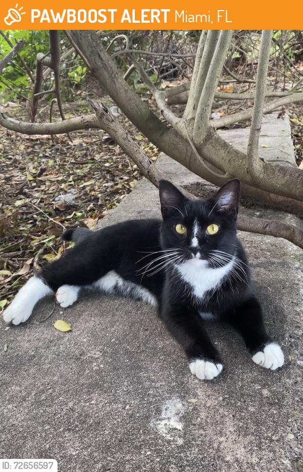 Found/Stray Female Cat last seen Near , Miami, FL 33137