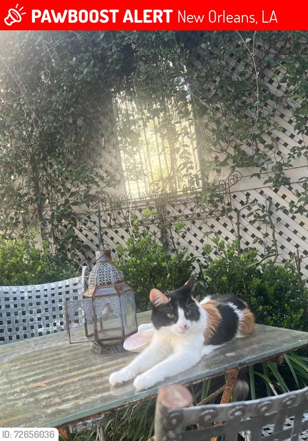 Lost Female Cat last seen Magazine street, Whole Foods , New Orleans, LA 70115