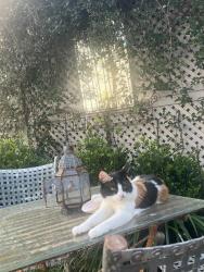 Lost Female Cat last seen Magazine street, Whole Foods , New Orleans, LA 70115