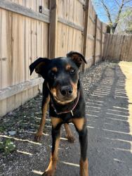 Found/Stray Male Dog last seen Palmetto and Delmar, San Antonio, TX 78210
