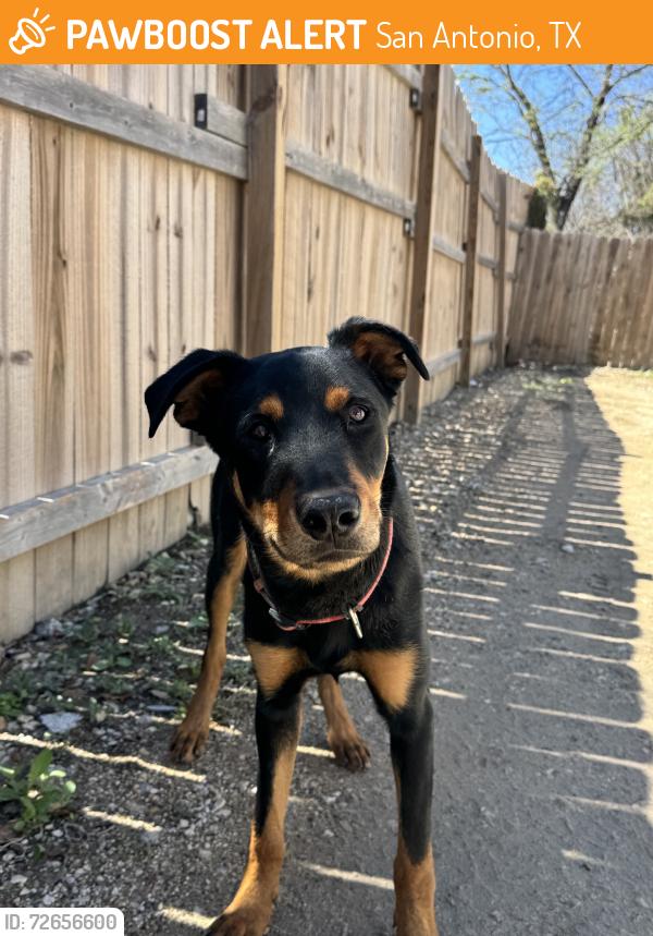 Found/Stray Male Dog last seen Palmetto and Delmar, San Antonio, TX 78210
