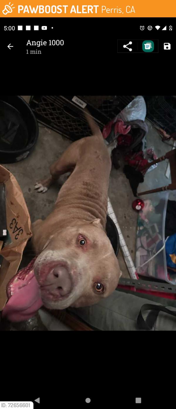 Found/Stray Male Dog last seen Camino El Paso Perris California, Perris, CA 92571