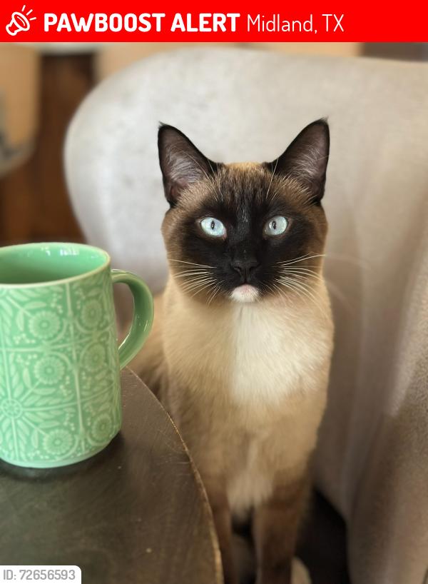 Lost Male Cat last seen Porterfield and Stonebridge, Midland, TX 79705
