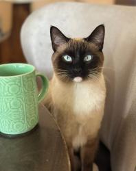 Lost Male Cat last seen Porterfield and Stonebridge, Midland, TX 79705