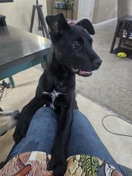 Found/Stray Female Dog last seen Longtree Ave and N Grand Cedar Ln, Memphis, TN 38128