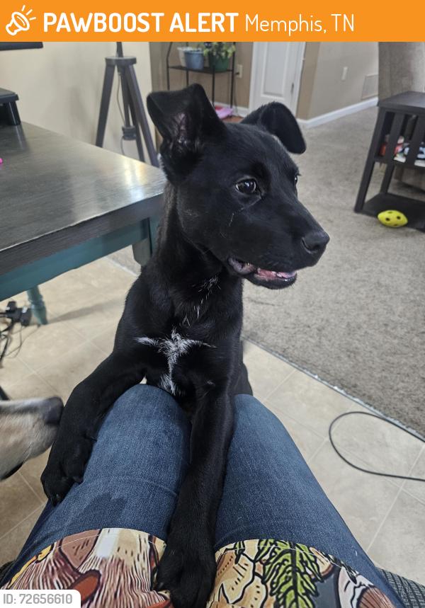 Found/Stray Female Dog last seen Longtree Ave and N Grand Cedar Ln, Memphis, TN 38128