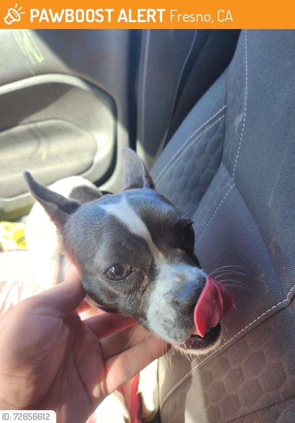 Found/Stray Female Dog last seen Wishon elementary , Fresno, CA 93721