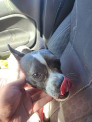 Found/Stray Female Dog last seen Wishon elementary , Fresno, CA 93721