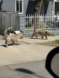 Found/Stray Unknown Dog last seen Western Ave and N Illinois Ave Colton Ca behind The Shop Specialty Store, Colton, CA 92324