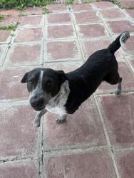 Found/Stray Male Dog last seen 71st and Garnett, Broken Arrow, OK 74012