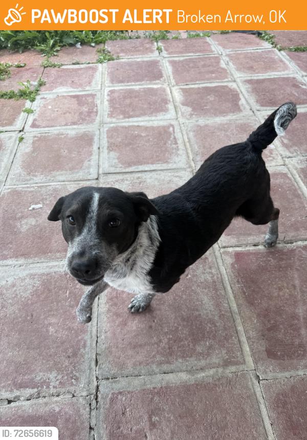 Found/Stray Male Dog last seen 71st and Garnett, Broken Arrow, OK 74012
