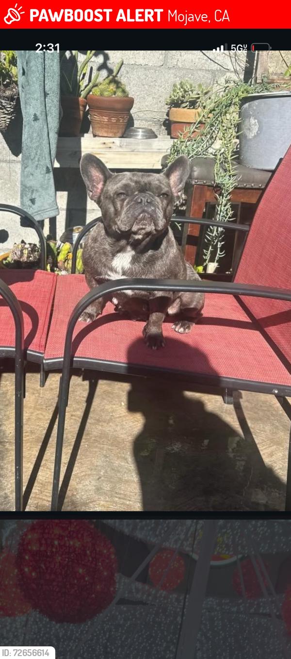 Lost Female Dog last seen H st Mojave ca, Mojave, CA 93501