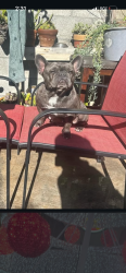 Lost Female Dog last seen H st Mojave ca, Mojave, CA 93501