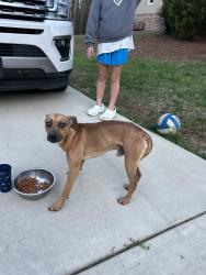 Found/Stray Male Dog last seen Forest Hill Dr. @ Old Rockmart Rd. , Silver Creek, GA 30173