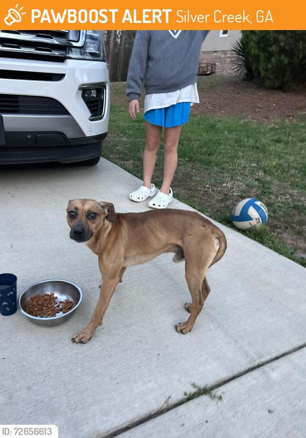 Found/Stray Male Dog last seen Forest Hill Dr. @ Old Rockmart Rd. , Silver Creek, GA 30173