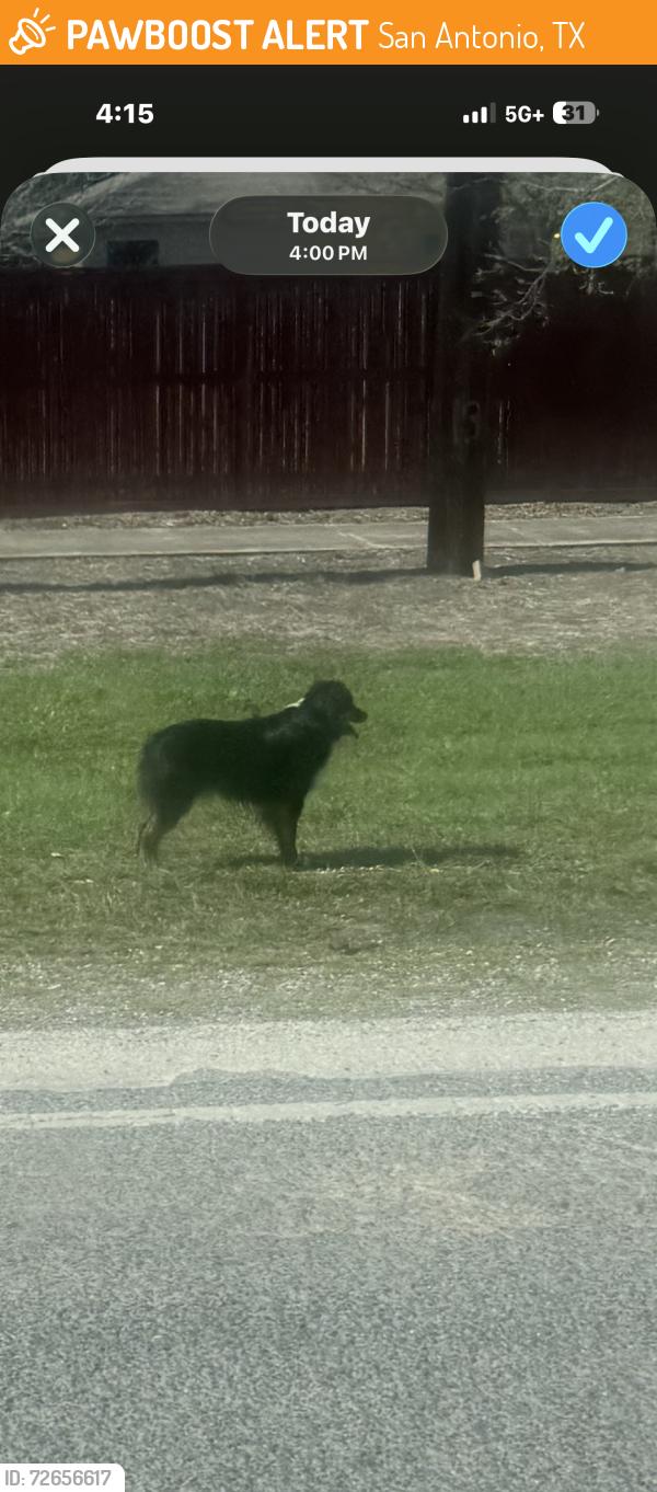 Found/Stray Unknown Dog last seen Walzem rd/ close to neighborhood before department of veteran affairs building, San Antonio, TX 78218