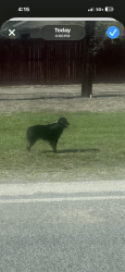 Found/Stray Unknown Dog last seen Walzem rd/ close to neighborhood before department of veteran affairs building, San Antonio, TX 78218
