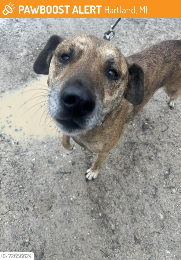 Found/Stray Unknown Dog last seen Hartland Road, Hartland, MI 48353