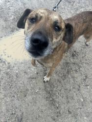 Found/Stray Unknown Dog last seen Hartland Road, Hartland, MI 48353