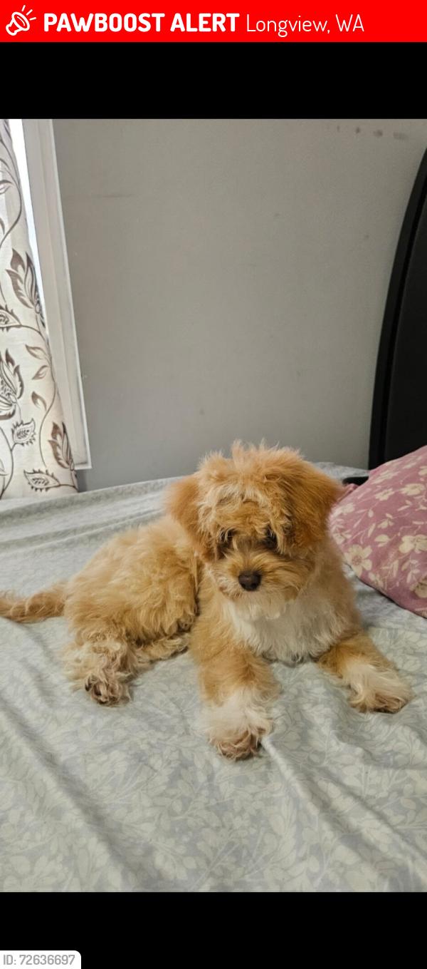 Lost Female Dog last seen Del Ray II mobile  park, Longview, WA 98632