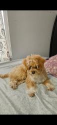 Lost Female Dog last seen Del Ray II mobile  park, Longview, WA 98632