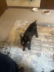 Found/Stray Male Cat last seen 21st and Emerson , Erie, PA 16502