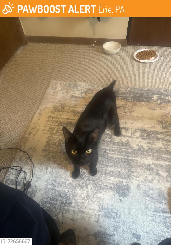 Found/Stray Male Cat last seen 21st and Emerson , Erie, PA 16502