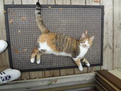 Lost Female Cat last seen Woodland Estates, St. Augustine, FL 32080