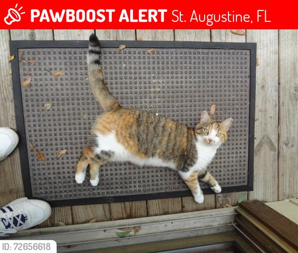 Lost Female Cat last seen Woodland Estates, St. Augustine, FL 32080