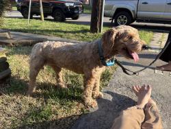 Found/Stray Female Dog last seen Newport Ave , Norfolk, VA 23508