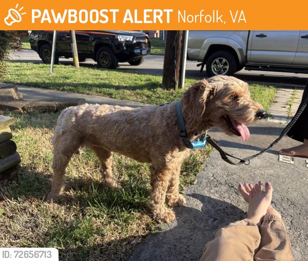 Found/Stray Female Dog last seen Newport Ave , Norfolk, VA 23508