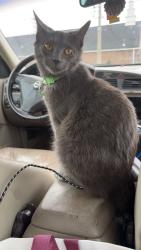 Lost Male Cat last seen Lone mountain village , Ringgold, GA 30736