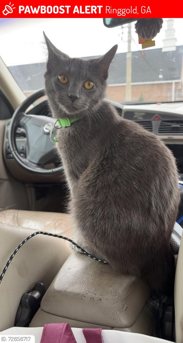Lost Male Cat last seen Lone mountain village , Ringgold, GA 30736