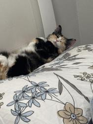 Lost Female Cat last seen Near greenfield way , Lawrenceville, GA 30043
