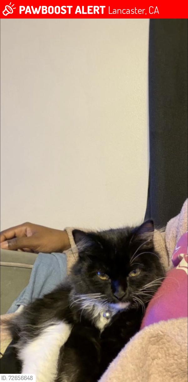 Lost Male Cat last seen E avenue k & fifth st east , Lancaster, CA 93535