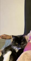 Lost Male Cat last seen E avenue k & fifth st east , Lancaster, CA 93535