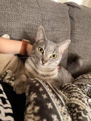 Lost Female Cat last seen Trans American Trl , Cameron, NC 28326