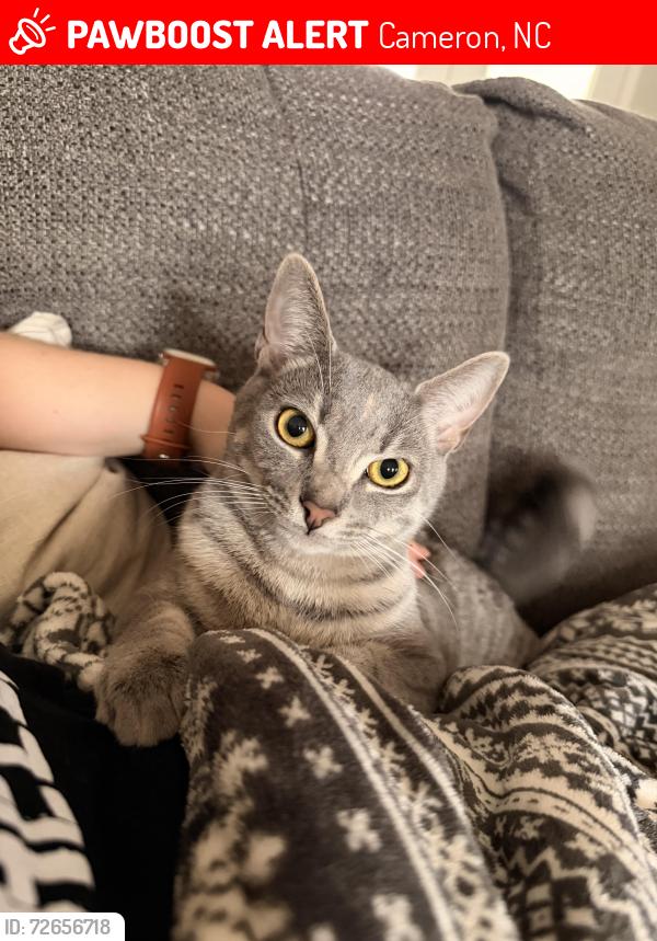 Lost Female Cat last seen Trans American Trl , Cameron, NC 28326