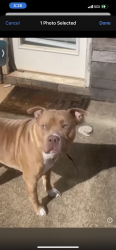 Lost Male Dog last seen Iris drive se, Conyers, GA 30013