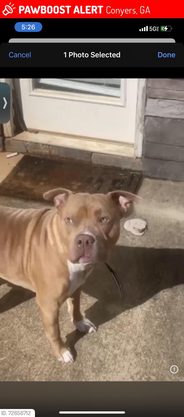 Lost Male Dog last seen Iris drive se, Conyers, GA 30013
